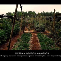 覃斗鸡蛋芒果苗（广成果树苗场）