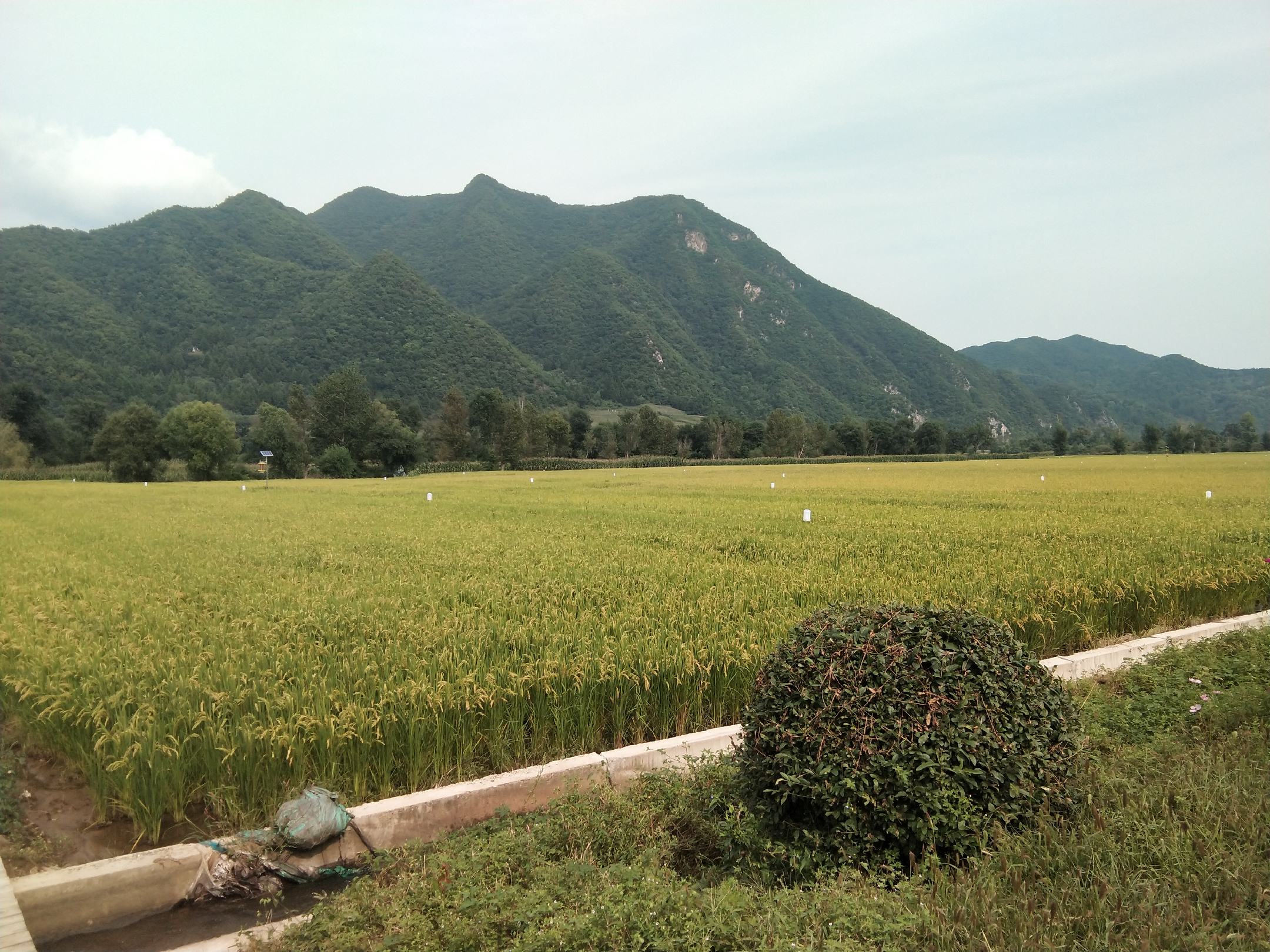 稻田生态管理示意图