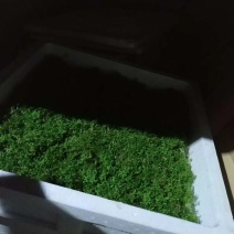 桉树瓶苗广9（华湛桉树组培厂）