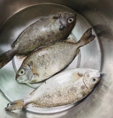 [泥猛鱼批发]泥猛鱼新鲜肉质鲜美值得拥有价格10.00元/斤 - 一亩田