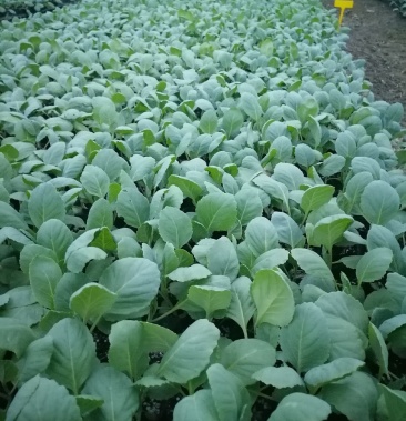 苗场直供白花菜苗,基地专用,产量高,商品性好基质穴盘苗