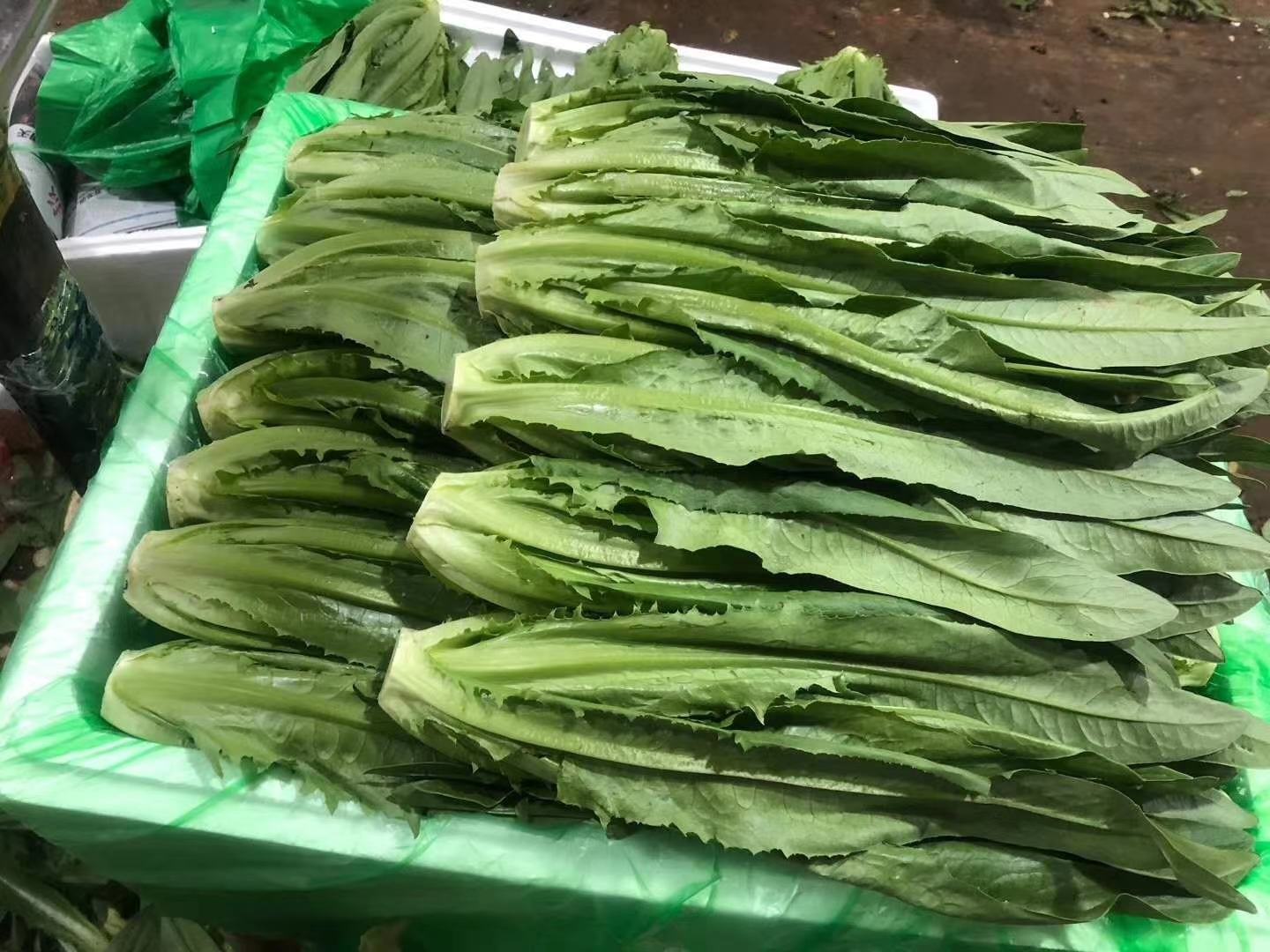 尖叶生菜与油麦菜在超市货架上的陈列对比