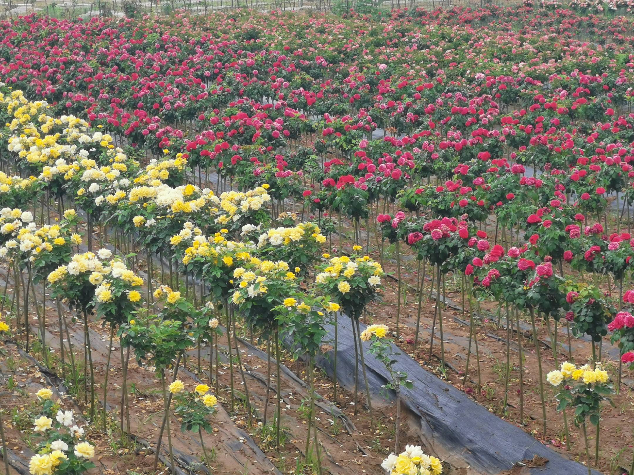 一处欧式风格庭院中,成片种植的‘和平’月季形成花墙景观,植株整齐划一,花开繁茂,游客正在拍照留念,周围配有石板小径与木质长椅,展示其在公共绿化与文旅项目中的实际应用效果 ‘和平’月季在花园景观中的应用效果