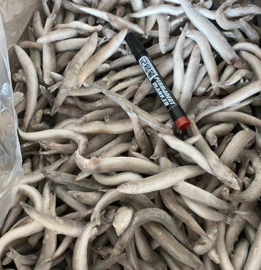 单冻海泥鳅台湾海峡