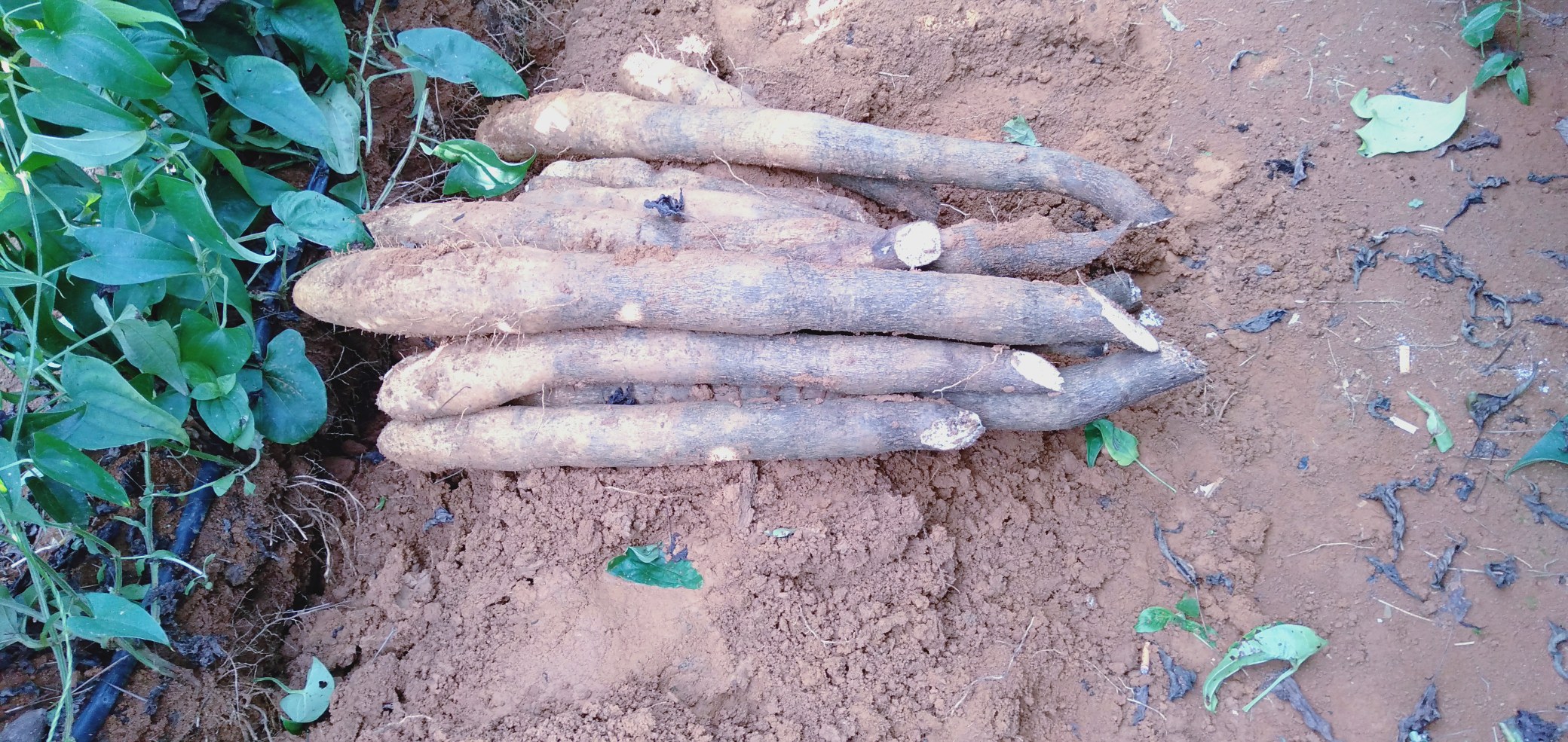 农民采挖垆土山药场景