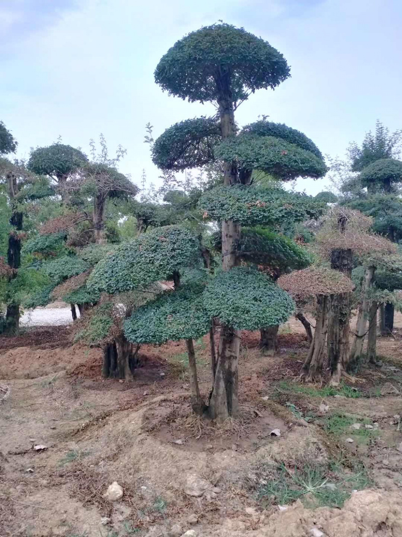 3米高左右,造型对节白蜡,原产地,大量现货.