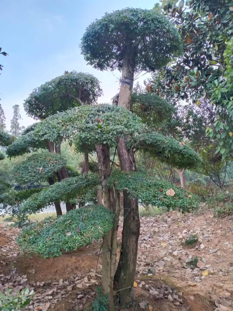 3米高左右,造型对节白蜡,原产地,大量现货.
