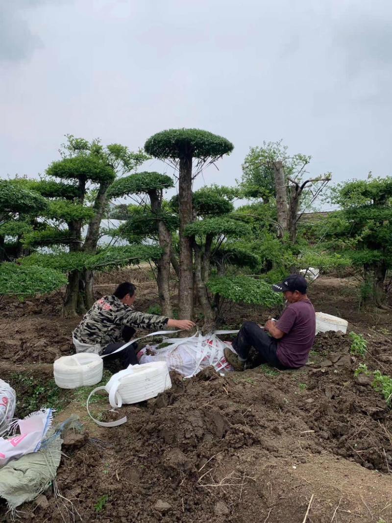 3米高左右,造型对节白蜡,原产地,大量现货.
