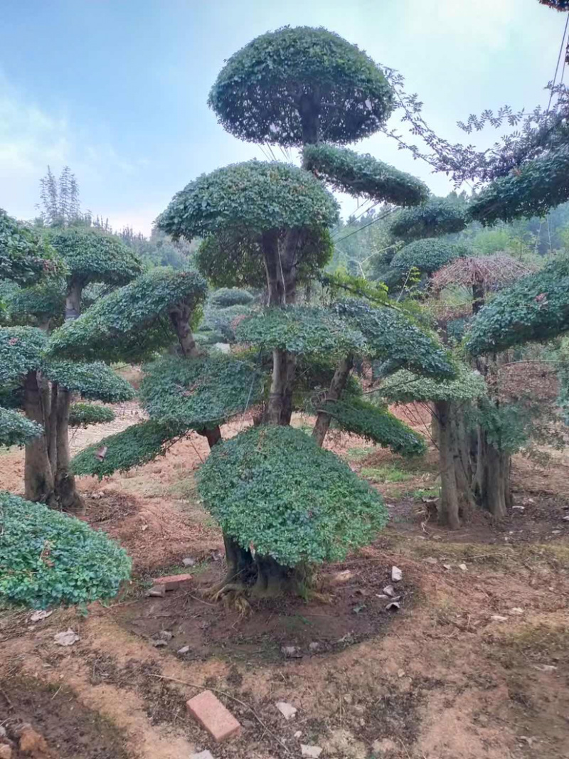 3米高左右,造型对节白蜡,原产地,大量现货.