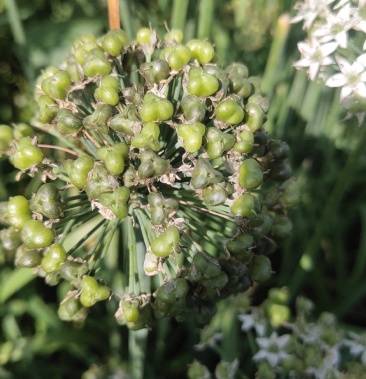 预售韭菜,各种等级韭花