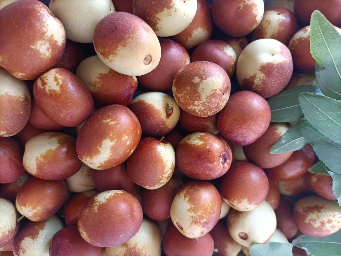 一簇成熟的金丝新2号红枣挂在枝头,果实呈长椭圆形,果皮光滑红亮,色泽均匀,阳光照射下呈现出晶莹剔透的质感,背景为新疆南疆地区的枣园,远处可见干旱地貌与灌溉渠 金丝新2号红枣特写