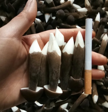 黑皮鸡枞菌2级鲜品湖南长沙