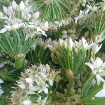 河北故城韭菜花还在继续