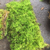 大羽藓草皮阴干苔藓发货包邮