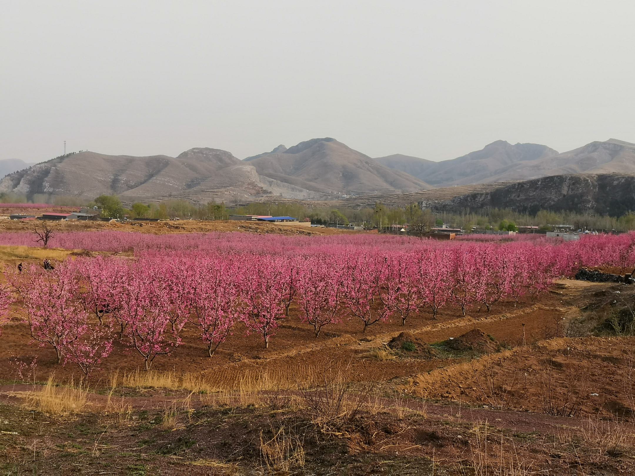 山东省肥城市桃园春季花海景观,连片种植的桃树覆盖丘陵地带,远处可见泰山余脉,阳光充足,植被茂密,体现优越的自然生态环境 肥城桃果园航拍图