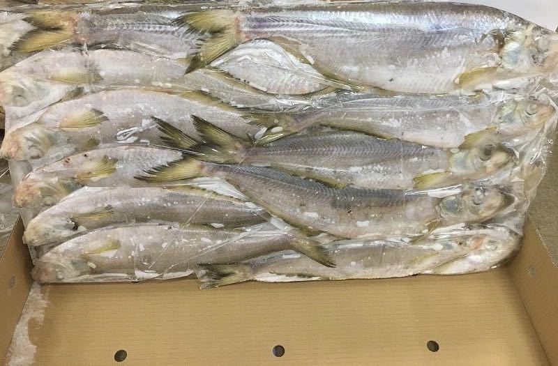 大规格,白力鱼,白磷鱼,也叫曹白鱼