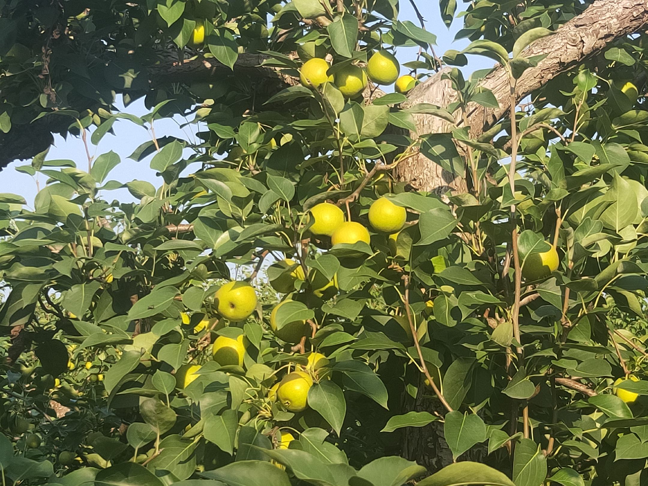 辽宁鞍山南果梨果园实景图