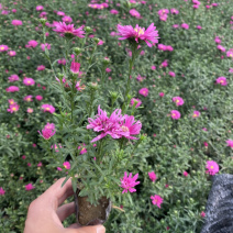荷兰菊荷兰菊荷兰菊荷兰菊荷兰菊花卉租摆啊