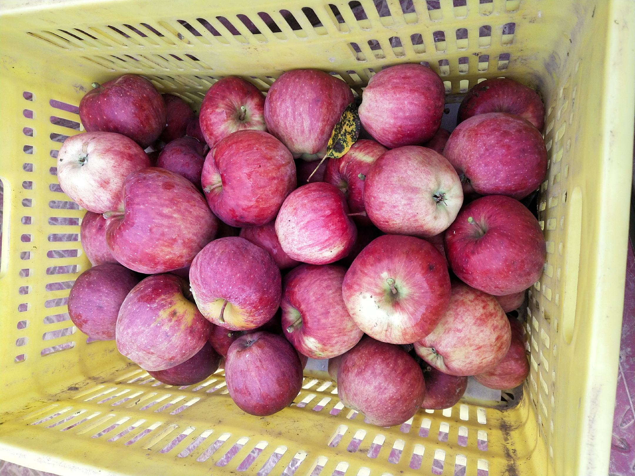 标准化采收筐中的花牛苹果经传送带送入0.5℃预冷库,筐体为食品级PP材质,单层码放高度≤30cm,库内布置温湿度传感器与低速循环风机,地面铺设防滑橡胶垫 花牛苹果采收后入预冷库作业流程