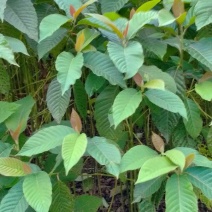 喜树小苗别名旱莲、水栗，水桐树。哪里的喜树最好卖