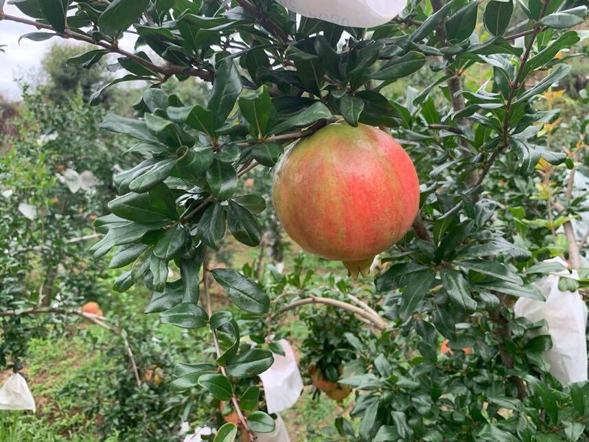 一位中年女性在果园采摘石榴