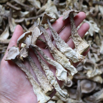 AA鹿茸菌食用菌干货味道鲜批发代发送礼礼盒