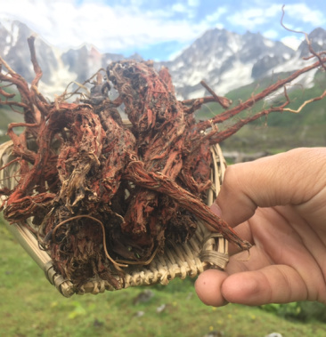 丹参 野生丹参 野生紫丹参 西藏野生丹参 西藏直发