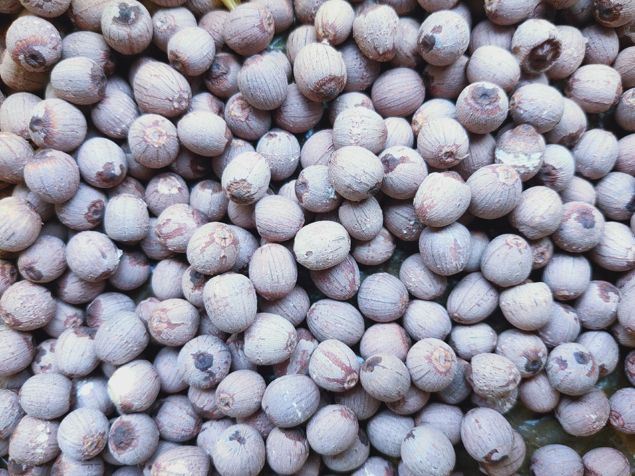 湖南湘莲营养成分柱状图