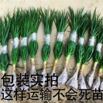 龙须树龙铁树单多头龙血树室内客厅大型盆栽