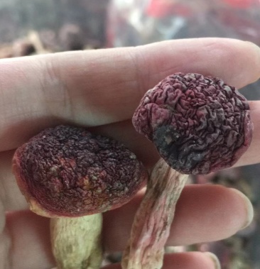 产地直销福建深山野生红菇红蘑菇煲汤料正宗野生干货