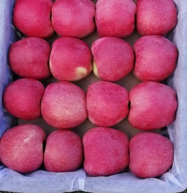 [精品]纸带新红星苹果80mm以上,《开始订园了》口感好