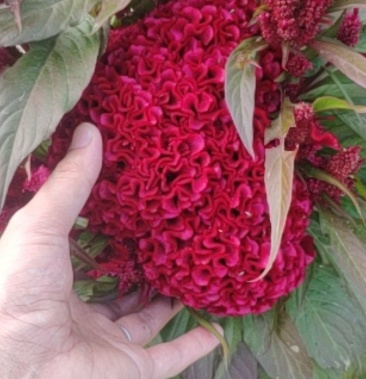 鸡冠花鸡髻花,老来红,芦花鸡冠,笔鸡冠基地直销