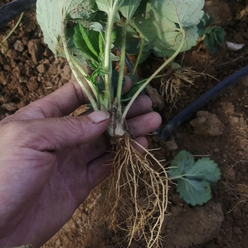 青旗三代甜宝草莓脱毒苗