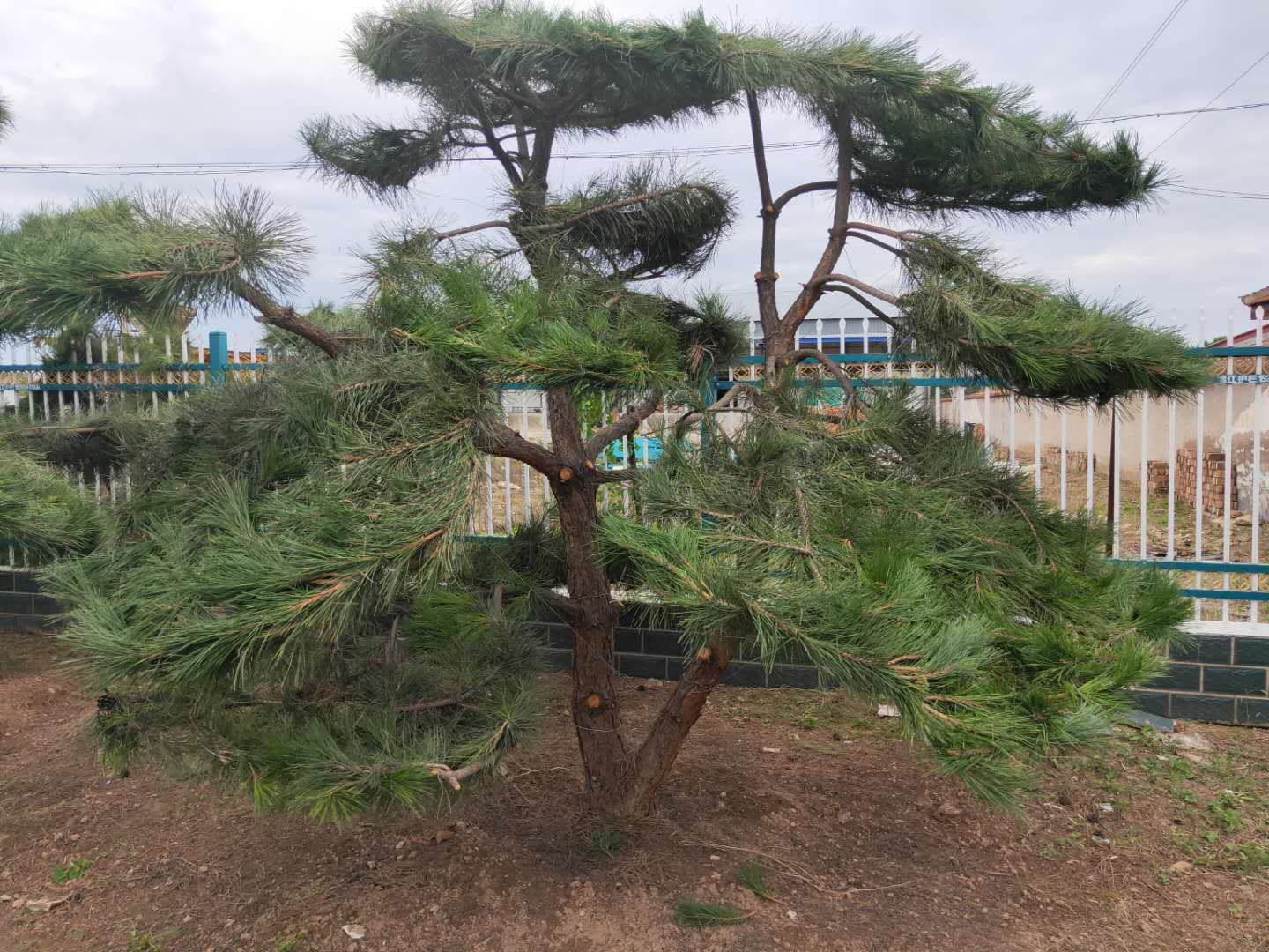一棵造型油松,枝干苍劲,形态优雅,适合用于庭院或公园景观布置 造型油松