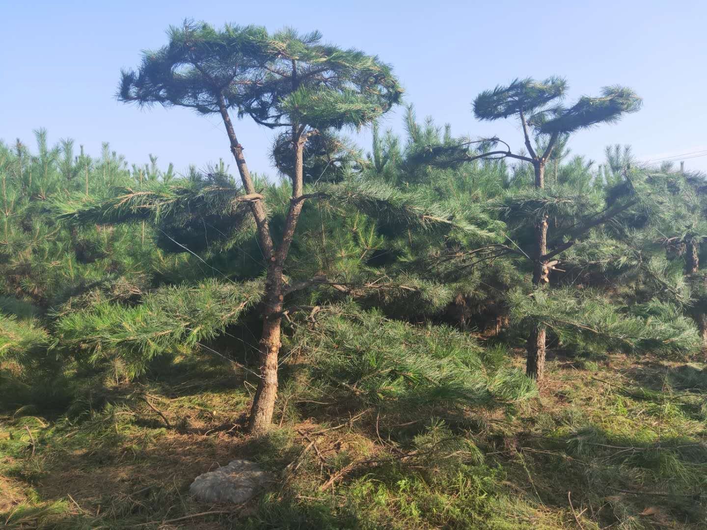 油松林实景照片