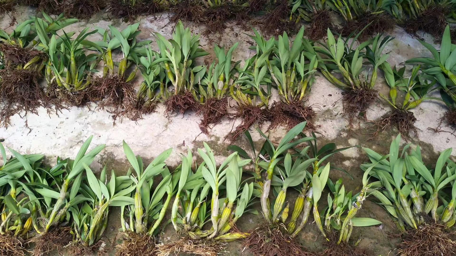 浙贝母植物图
