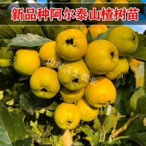 新品种阿尔泰大山楂黄金山楂当年结果一级苗全国包邮可实地考