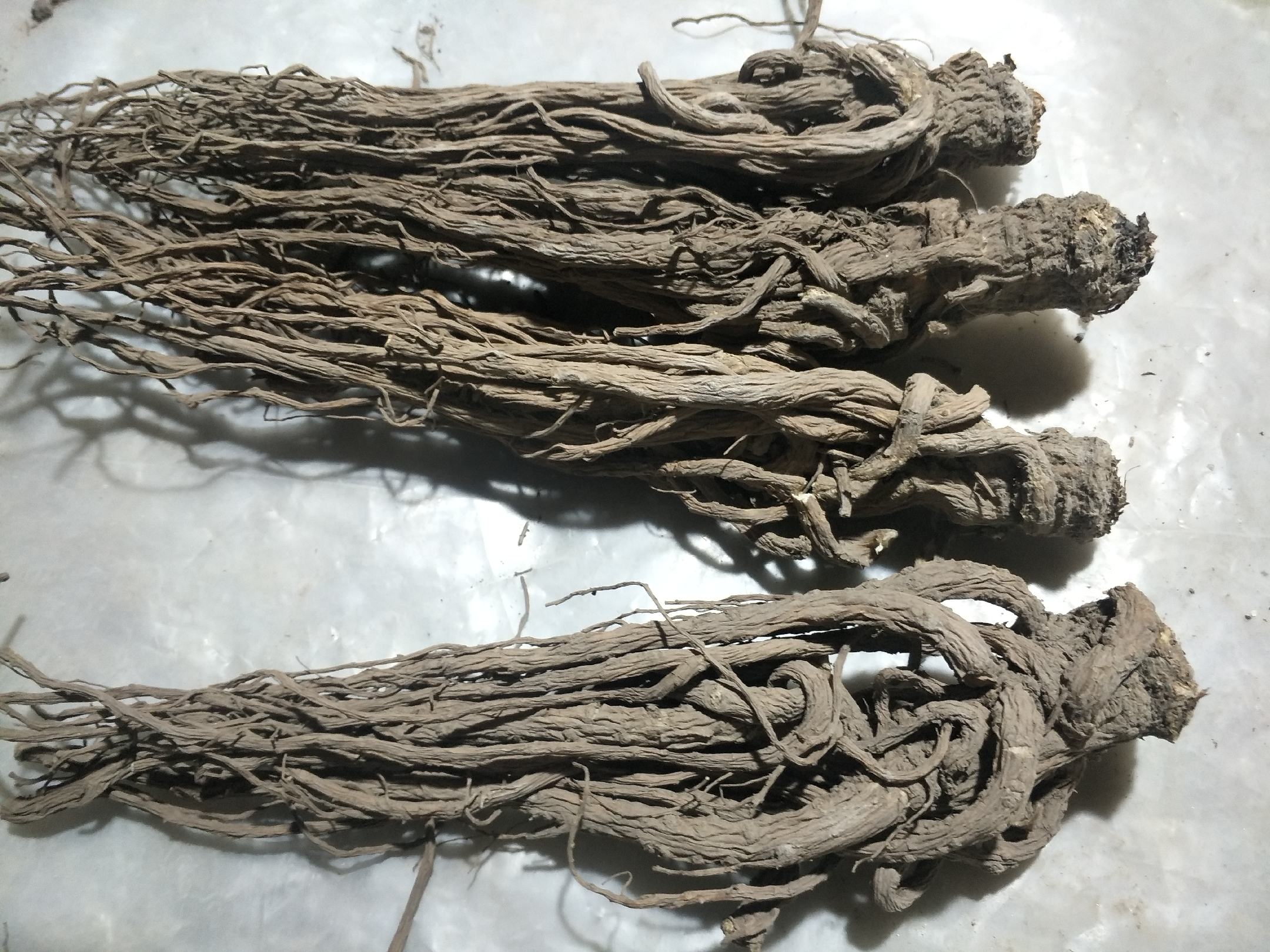 分格对比图:左列三组为正品(岷县当归断面油润/潞党参纵纹清晰/中宁枸杞暗红有果粉),右列对应伪品(欧当归断面干枯无油/染色党参汤色深褐/硫熏枸杞艳红有刺鼻味),每组下方标注关键鉴别点文字标签 道地药材与伪劣产品对比鉴别图
