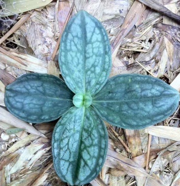 肺形草干货鲜货