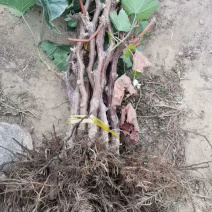 占地大葡萄树欢迎老板购买基地种植大量供应欢迎考察