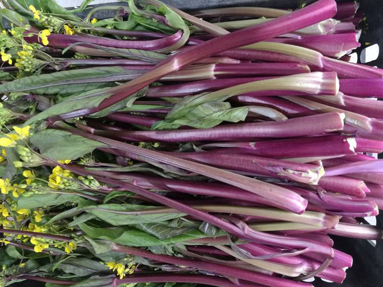 新鲜红菜苔特写