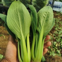 青菜，精品小油菜大量上市中，产地直供，货源充足，质优价