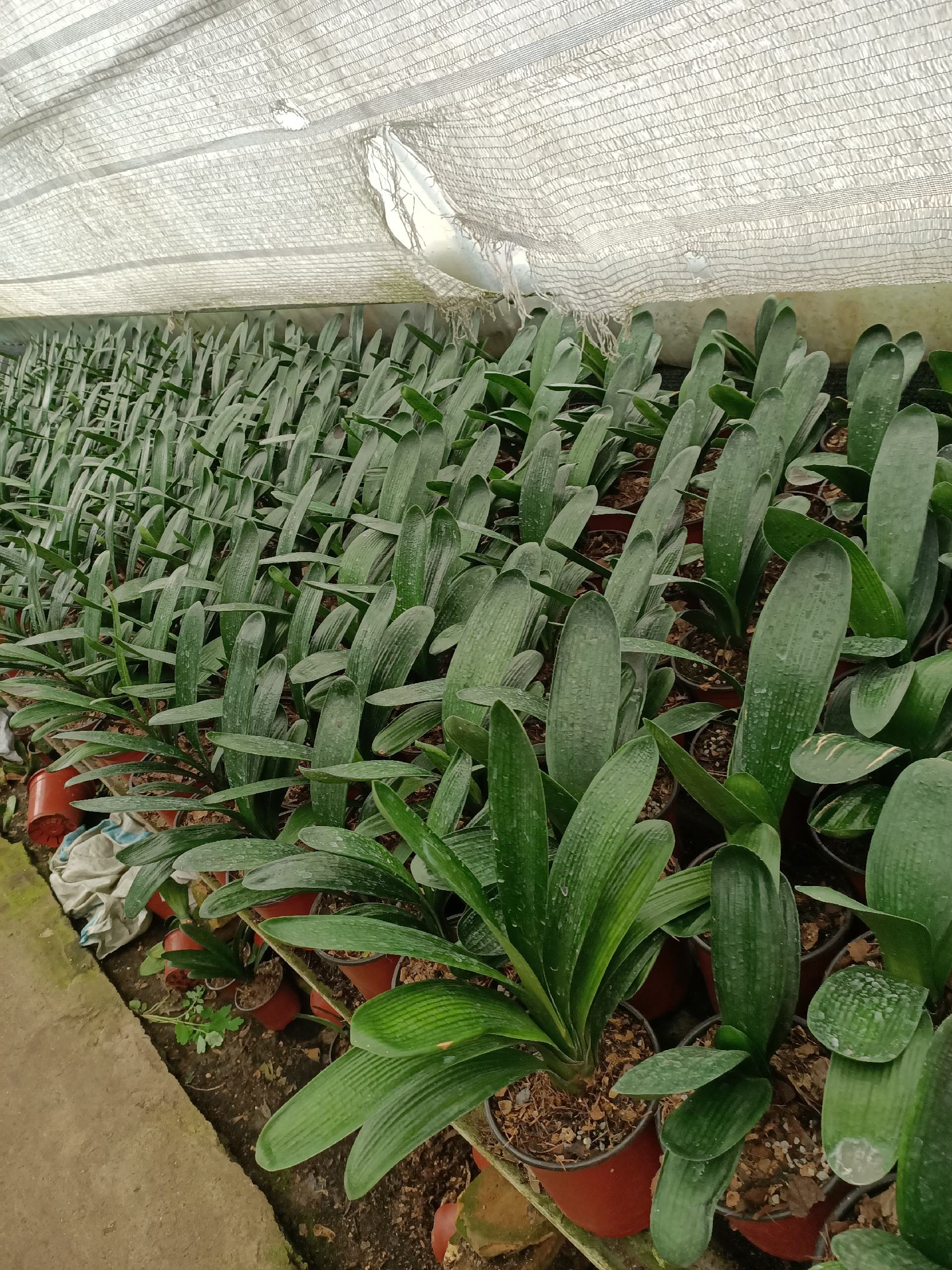 长春君子兰苗批发来找我,三个花窖品种齐全.