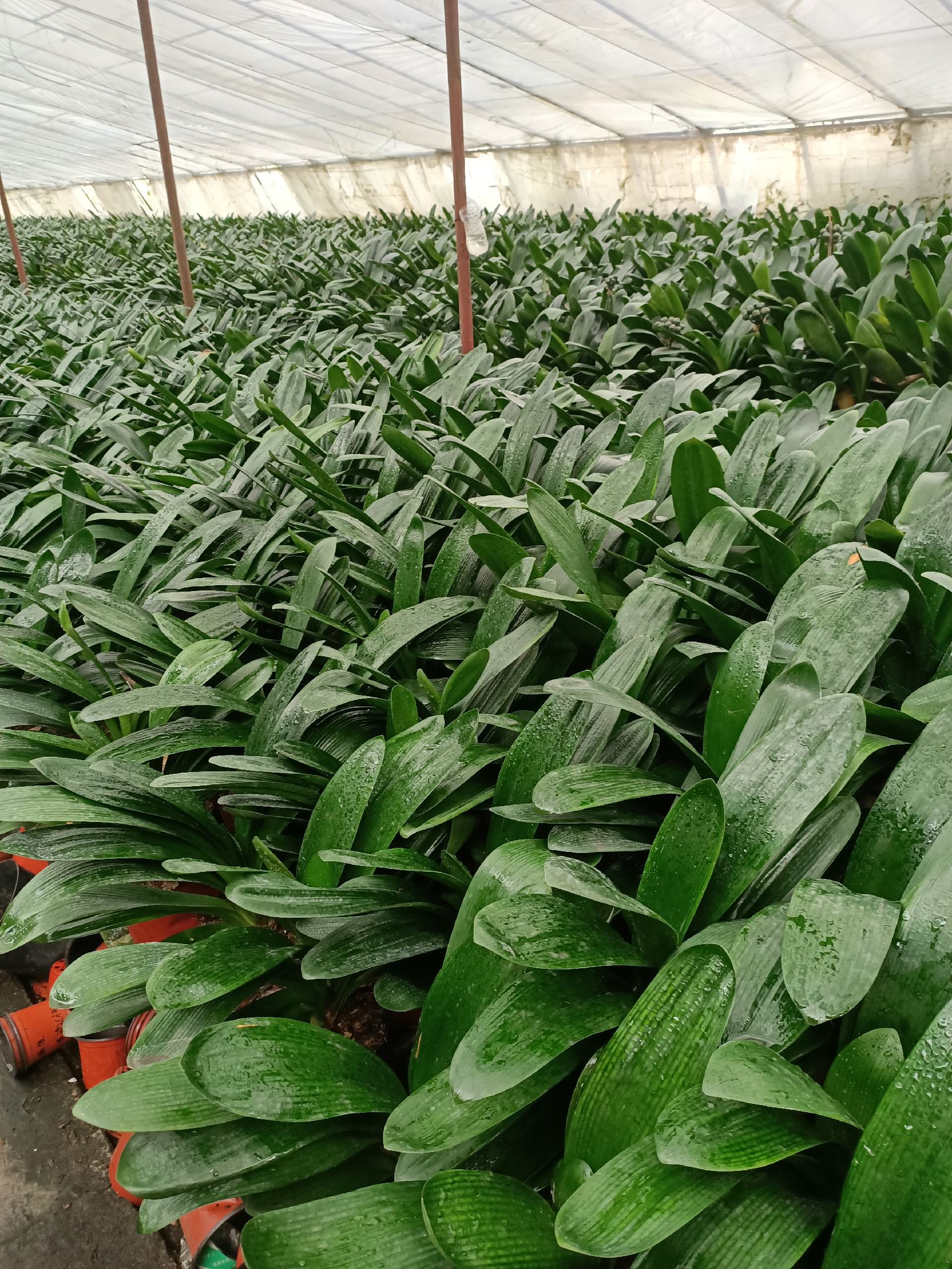 长春君子兰苗批发来找我,三个花窖品种齐全.