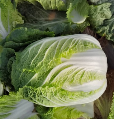宁夏固原黄心大白菜 产地一手货源 价格便宜 代发全国市场