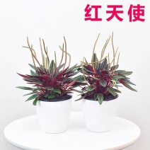 红天使紫天使皱叶椒草四季长青盆栽净化空气吸甲醛室内办公室