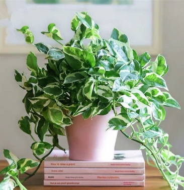 [绿萝批发]白金葛盆栽雪花绿萝室内外阳台花卉观叶四