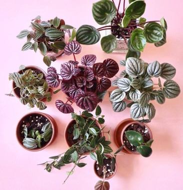 [椒草批发]办公室内外四季好养懒人花卉玉美红宝石红美人椒草盆栽绿