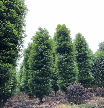 金丝楠木小叶桢楠别墅小区必选绿化植物