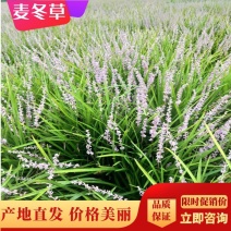 代办麦冬苗麦冬草四季常青园林工程园艺用苗